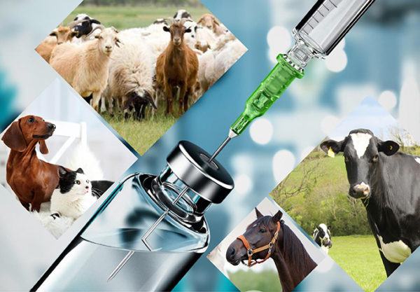 ஹைட்ராக்ஸிபிரோபில் பெட்டடெக்ஸ் மூலம் கால்நடை மருந்துகளை மேம்படுத்துதல்